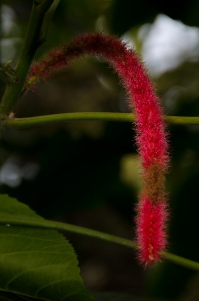 eden_project-14.jpg